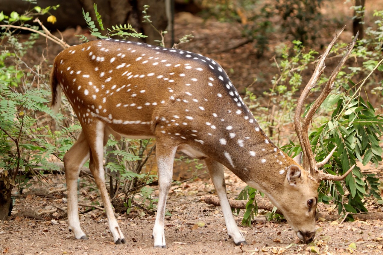 Auf einem Waldboden nach Nahrung suchender Hirsch mit braunem Fell und weißen Punkten. Auf seinem Kopf sitzt ein großes Geweih. Im Hintergrund sind einige grüne Pflanzen.