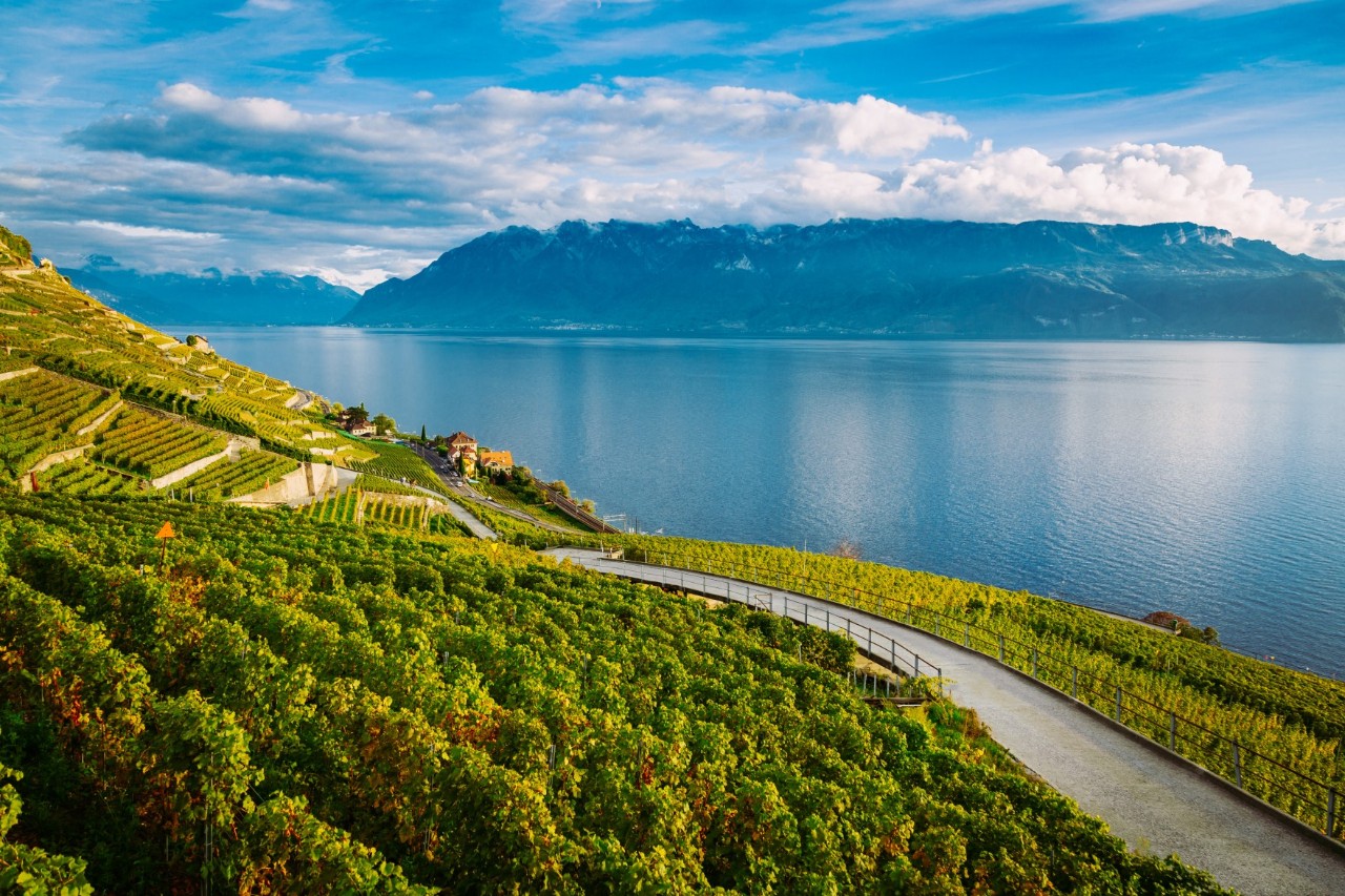 Blick über grüne Weinberge, die direkt an einem ruhigen See liegen. Ein Gebirge ist im Hintergrund. Am Fuße der Weinberge, vor dem See, verläuft ein menschenleerer Wanderweg.