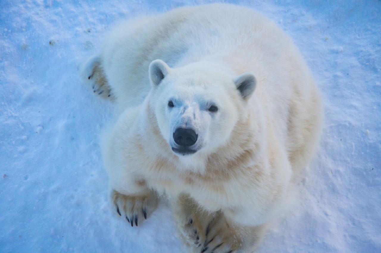 Eisbär im Ranua-Wildlife-Park © dadamira/stock.adobe.com