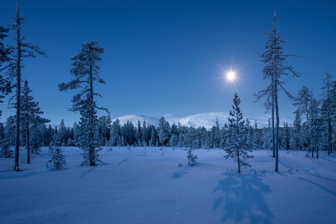 Eine verschneite Winterlandschaft mit einem vom Mond beleuchtetem Himmel, schneebedeckten Bäumen und sanften Hügeln im Hintergrund. 