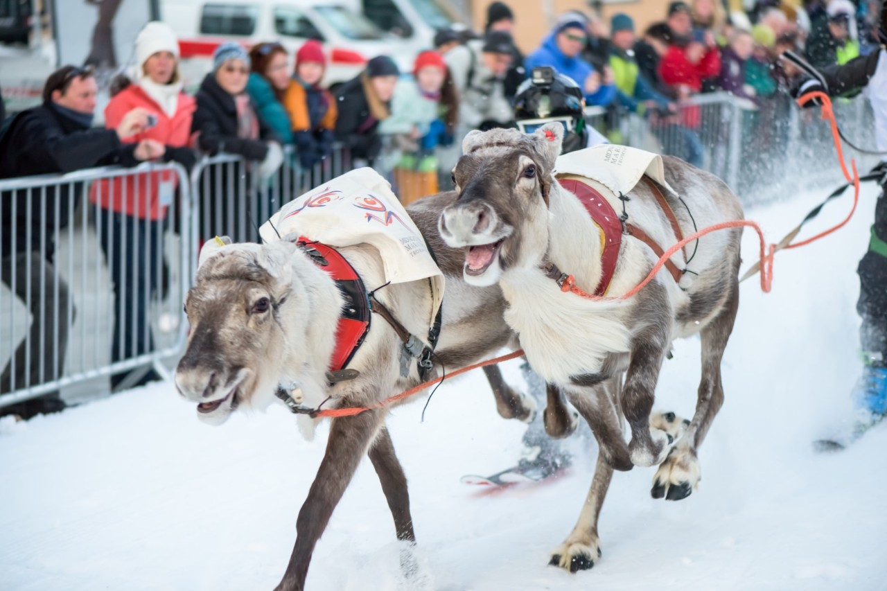 Rentierrennen im Schnee vor jubelnder Menschenmenge in Tromsø.