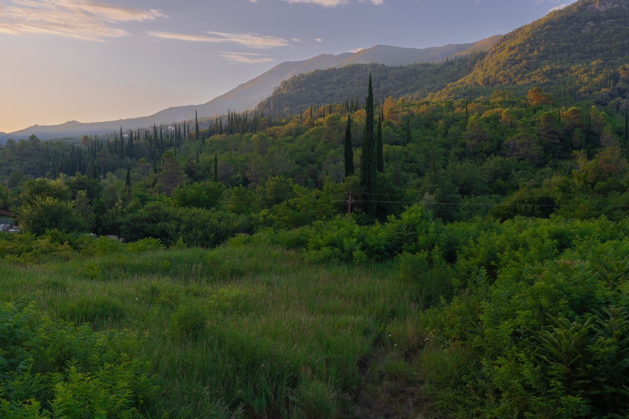Dicht bewachsener Wald in einer Hügellandschaft in der Dämmerung. Vereinzelt erheben sich sehr lange, spitze Nadelbäume aus dem Wald, im Hintergrund sind Berge sichtbar.
