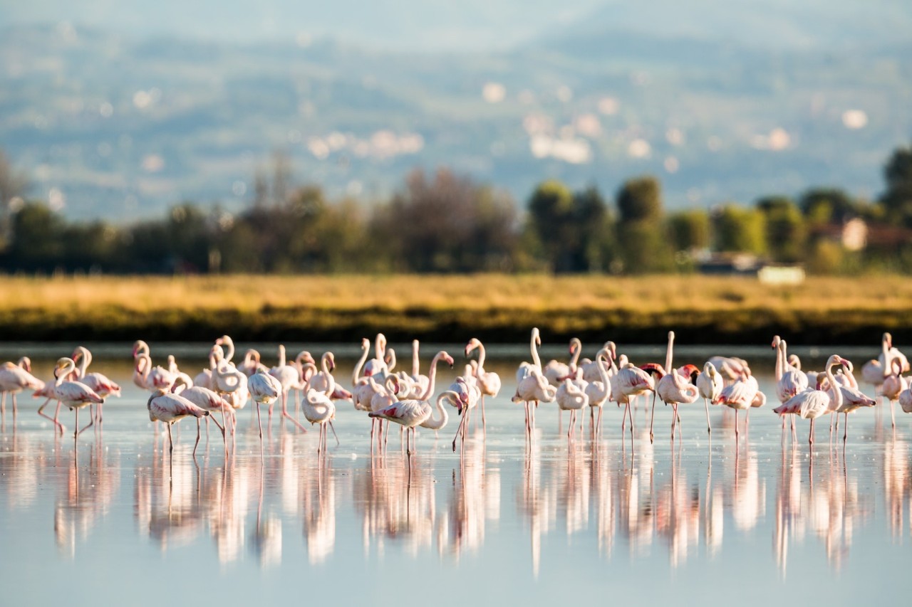 Eine Gruppe rosa Flamingos steht im flachen Wasser, ihre Spiegelbilder reflektieren sich auf der ruhigen Wasseroberfläche. Im Hintergrund sind unscharf Bäume und Landschaft zu erkennen.