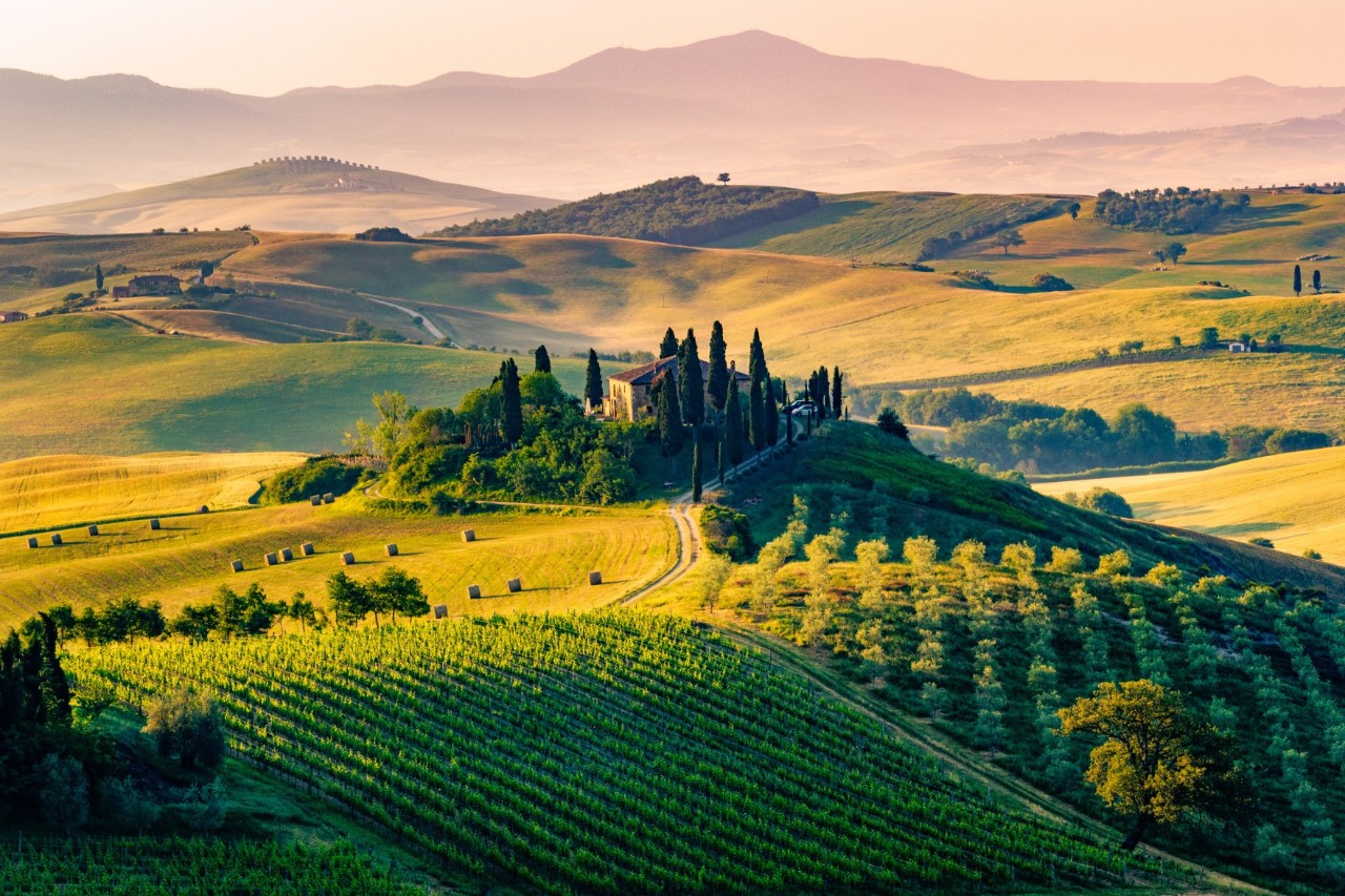  Ansicht einer weitverlaufenden Landschaft mit sanften Hügeln und einem Weinberg im Vordergrund. Im Zentrum ist ein altes Haus auf einem Hügel zu sehen, das von Zypressen gesäumt ist © ronnybas/stock.adobe.com 