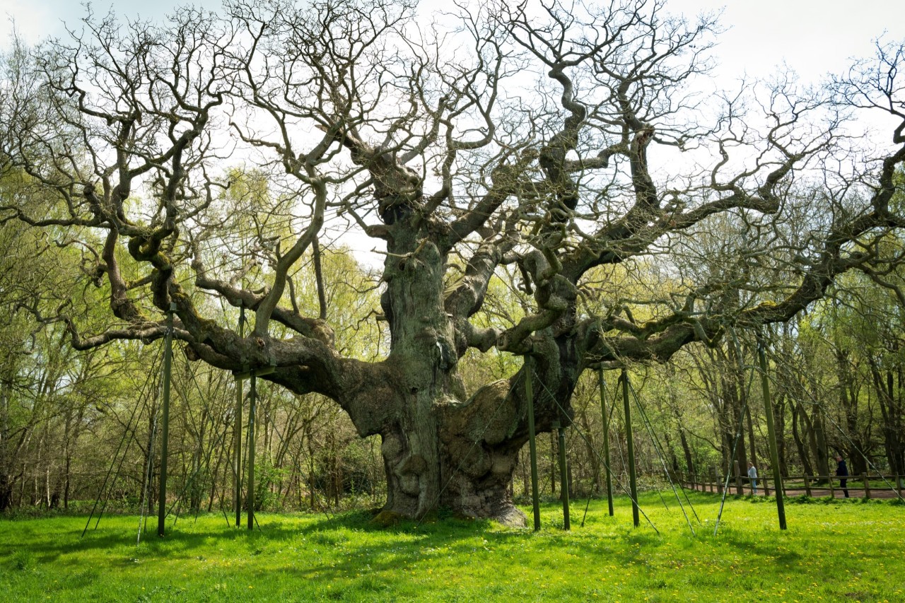 Das Bild zeigt eine alte, imposante Eiche mit weit ausladenden, knorrigen Ästen mitten auf einer grünen Wiese. Der Baum wird von mehreren Stützen gehalten. Im Hintergrund ist ein grüner Wald sichtbar.