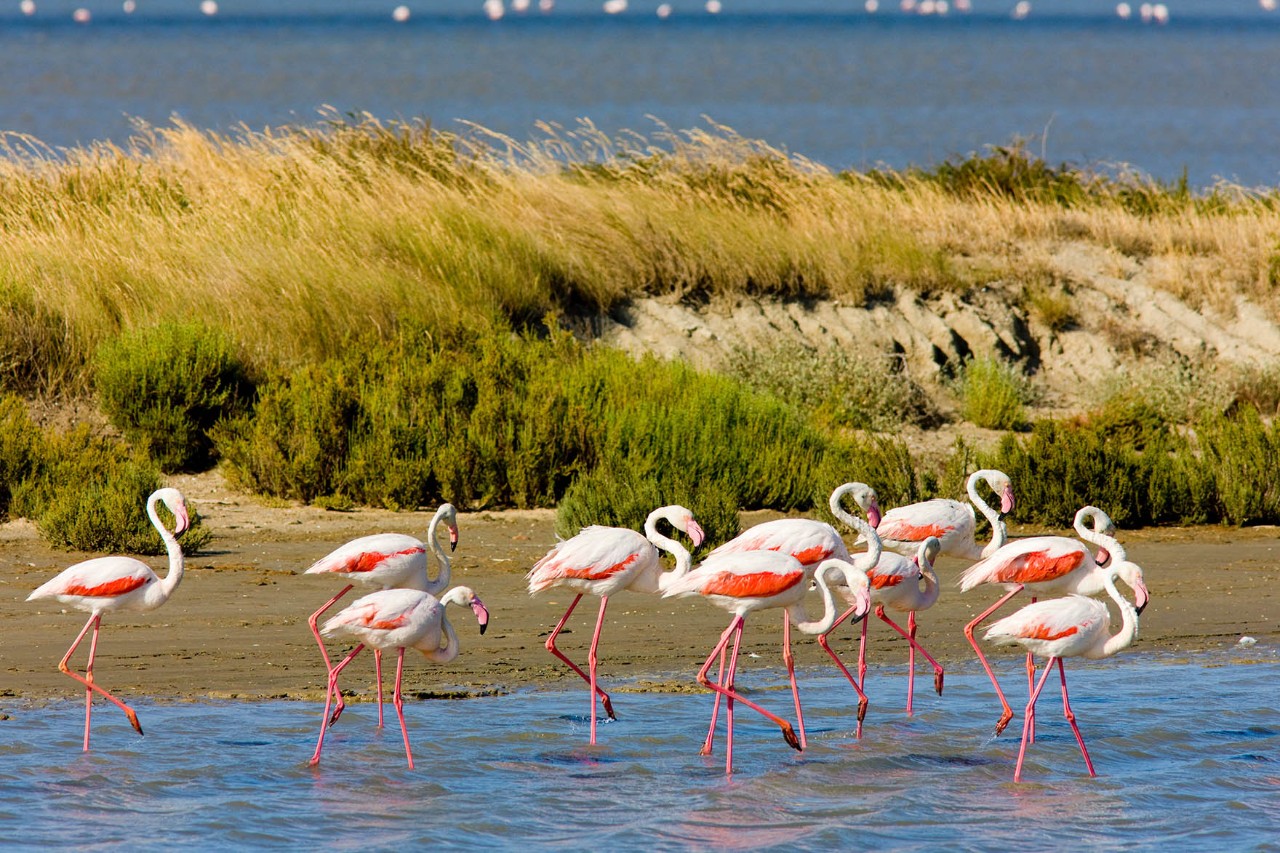 Ausflug in den UNESCO-Naturpark Camargue: Flamingos beobachten und Wildpferde in einer interessanten Schwemmlandschaft entdecken.  © Richard Semik/stock.adobe.com