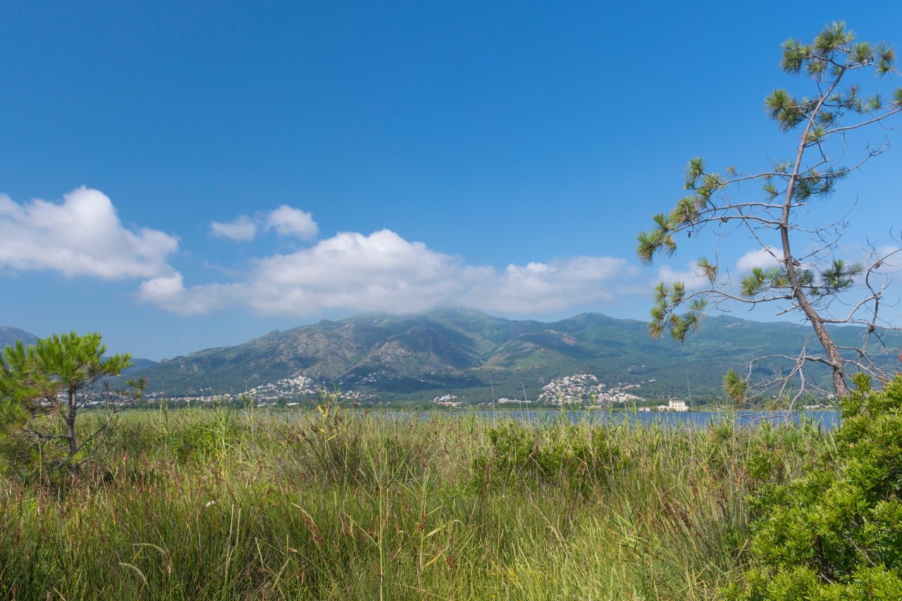 Blick auf eine Naturlandschaft, das von einer grünen Wiese, zwei kleinen Bäumchen, einem Gewässer und Bergen gekennzeichnet ist.