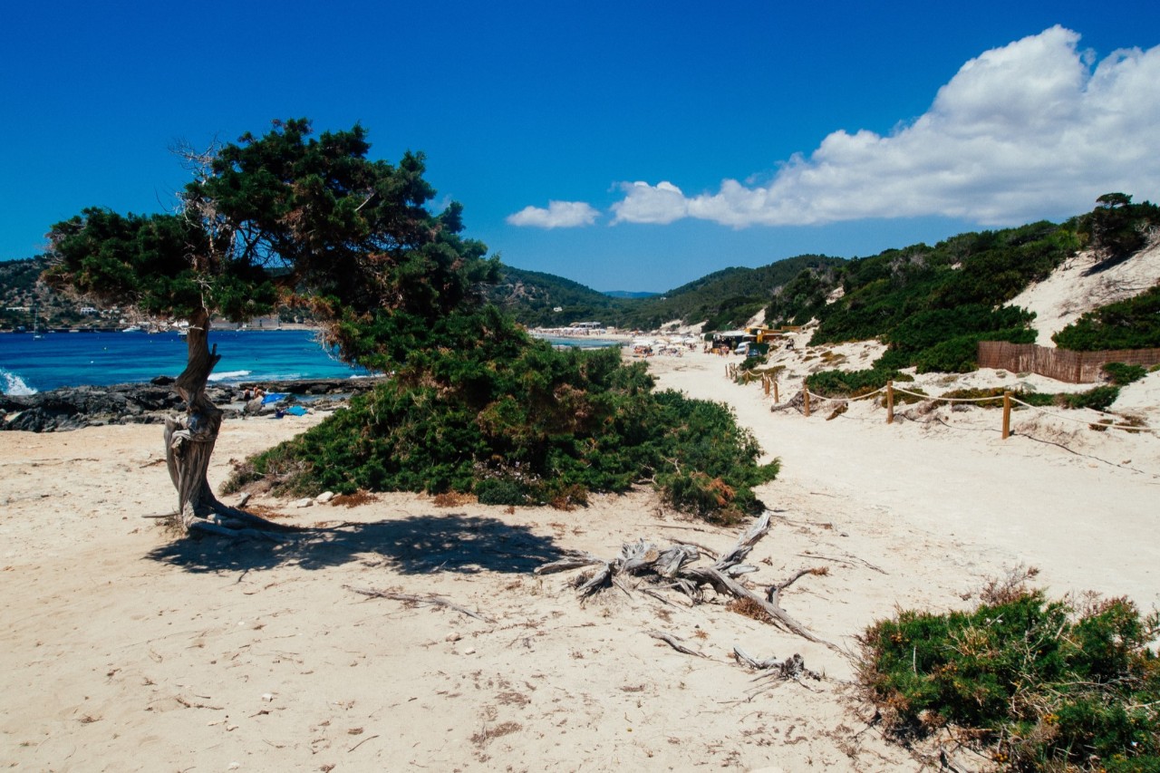 Das Bild zeigt eine Dünenlandschaft mit einem windgeformten Baum im Vordergrund. Der Sandweg führt entlang dichter Vegetation, während das blaue Meer und bewaldete Hügel im Hintergrund zu sehen sind. 