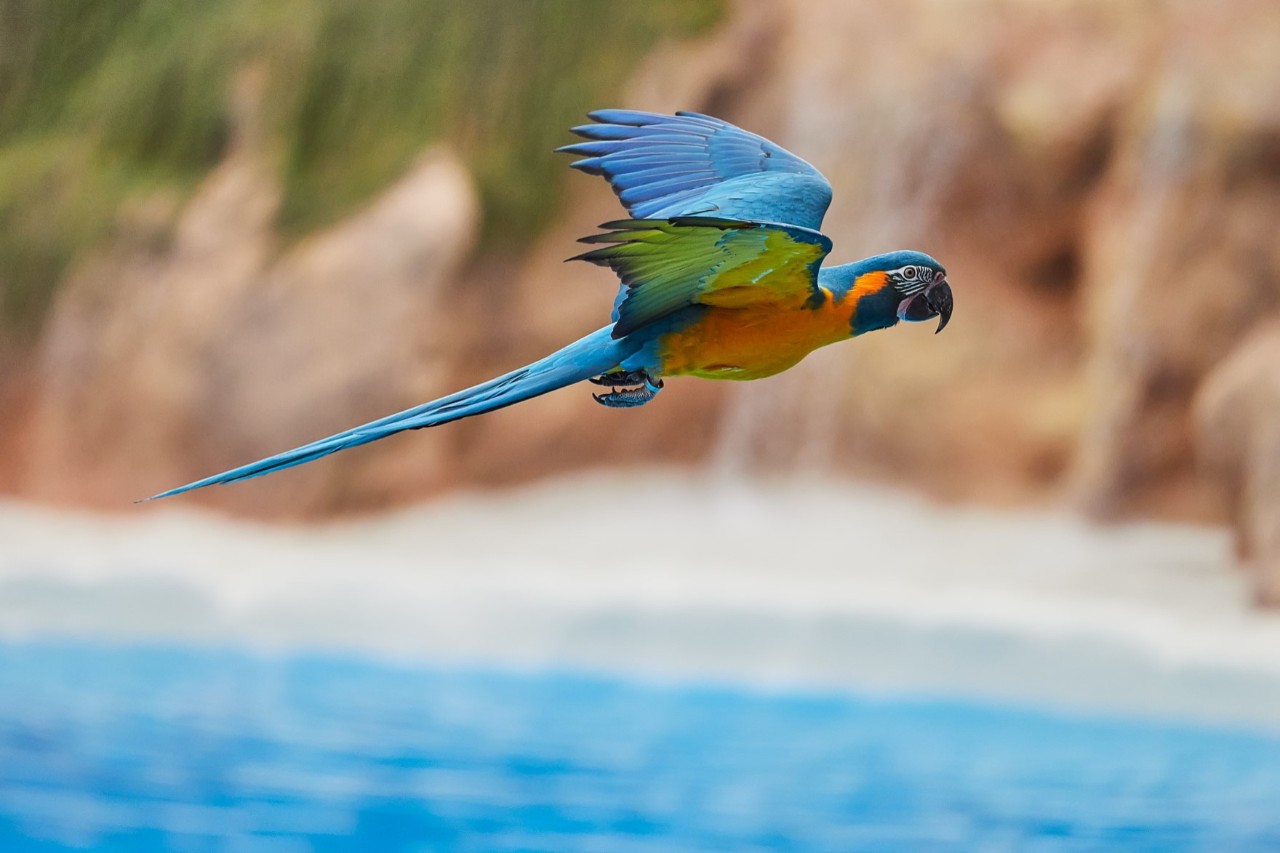 Mit buntem Gefieder fliegender Papagei im Loro Park © thecriss/stock.adobe.com