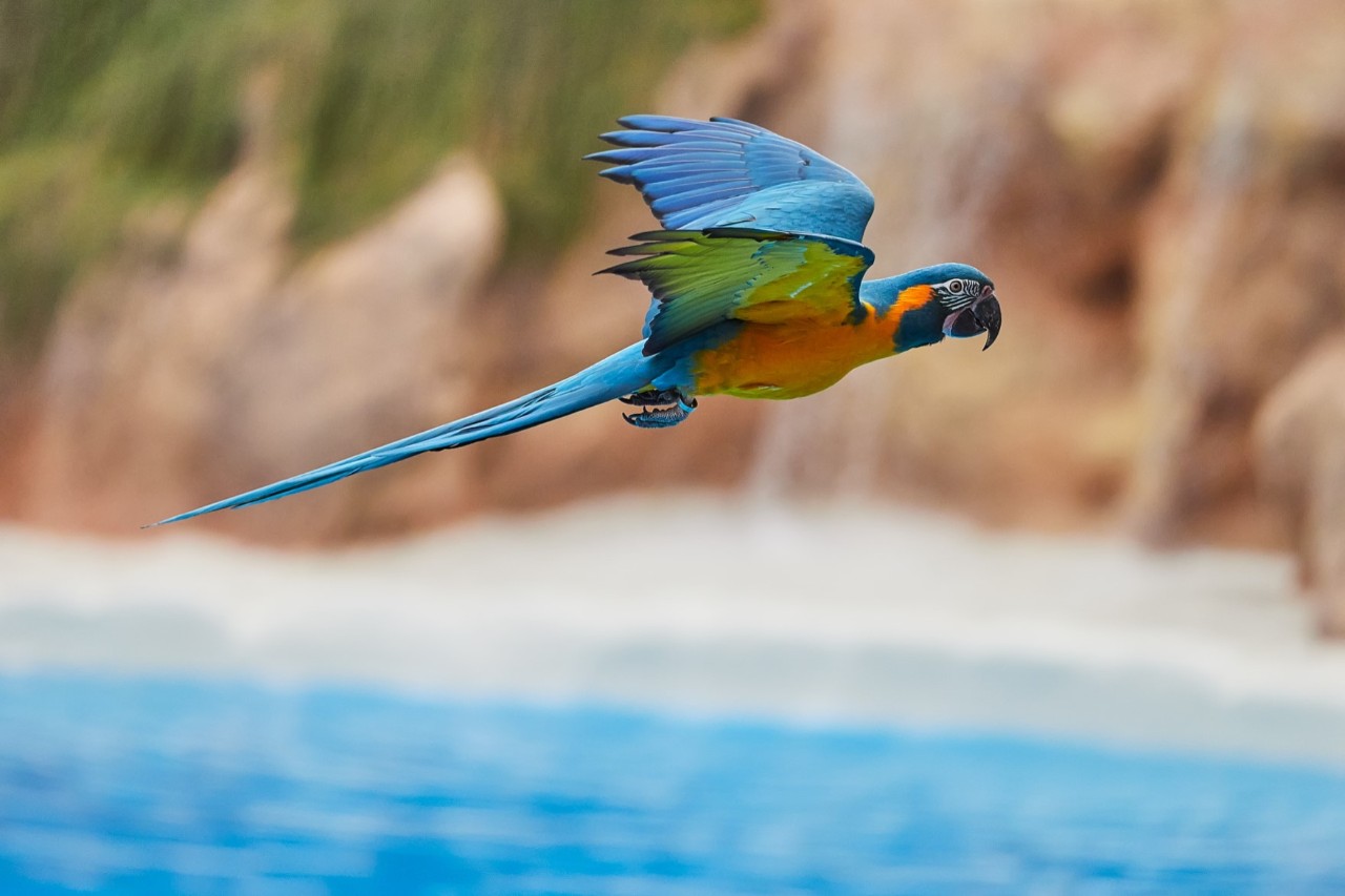 Mit buntem Gefieder fliegender Papagei im Loro Park 
