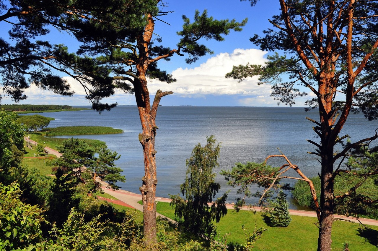 Blick auf eine Naturlandschaft. Hinter zwei großen, hohen Bäumen ist ein Park mit Wiese, die Küste und das Meer zu sehen 