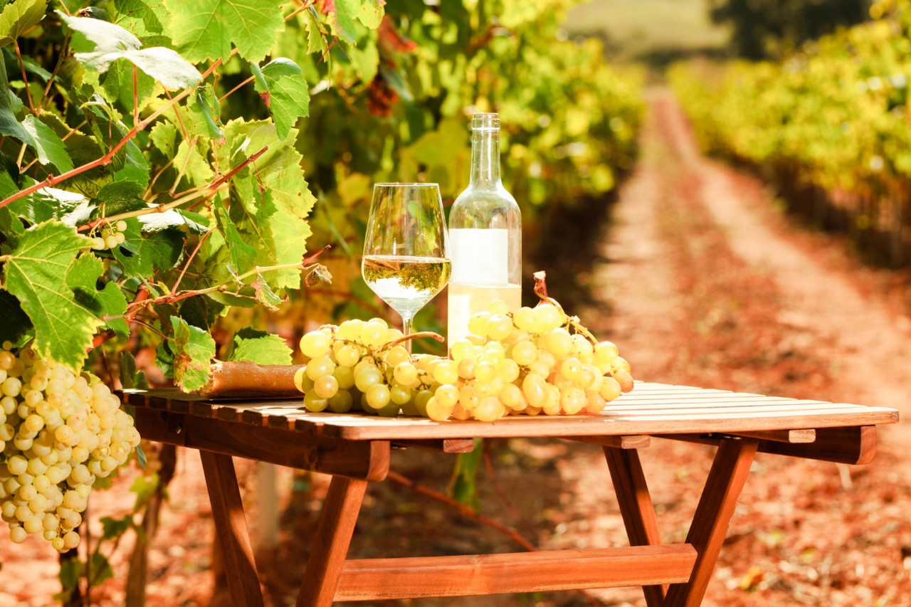 Im Vordergrund des Bildes befindet sich ein Tisch mit einer geöffneten Weinflasche, einem Glas und grünen Trauben. Links ragen Weinreben ins Bild und im Hintergrund verläuft ein schmaler Weg durch bewachsene Grünflächen. 