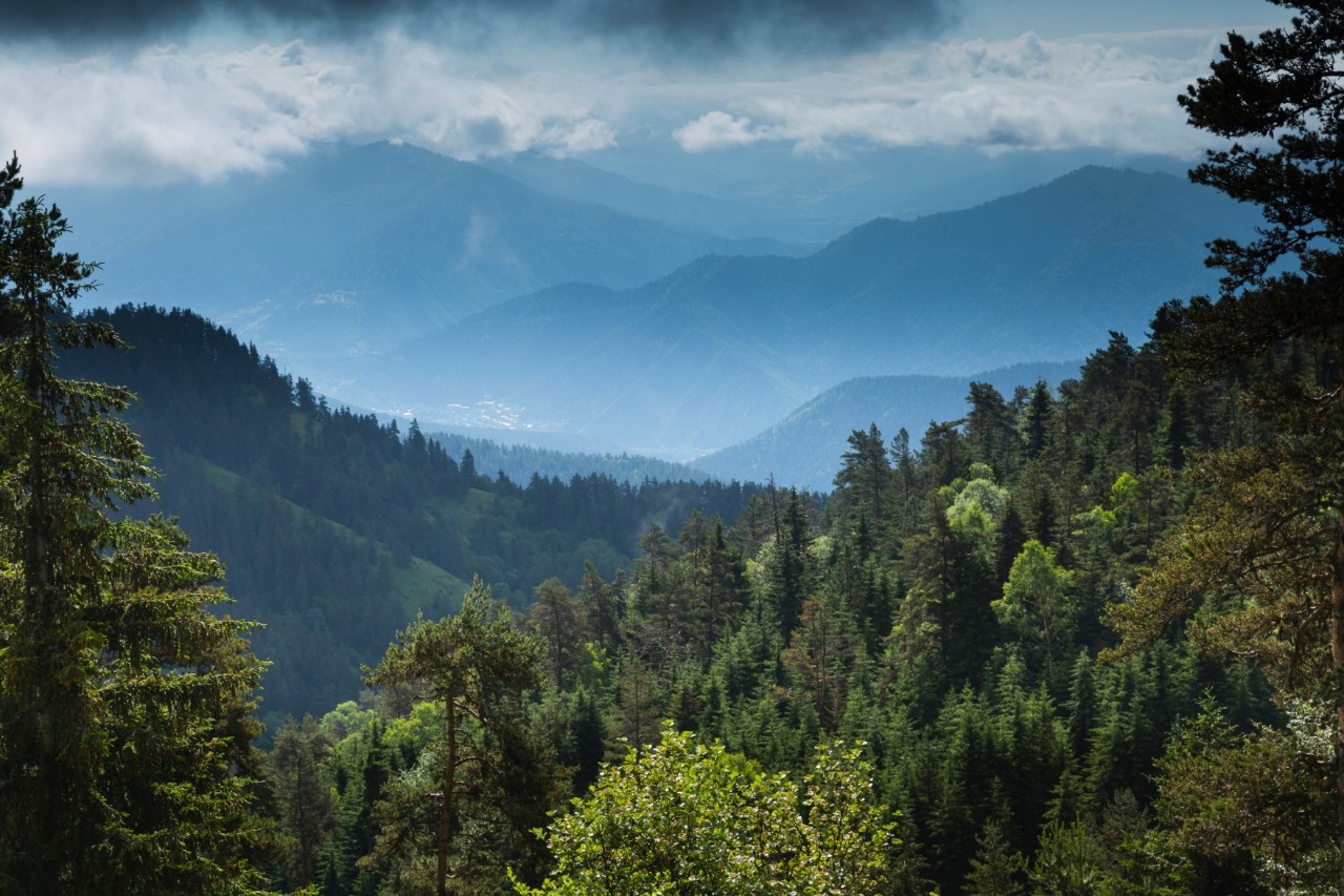 Grüne Baumwipfel eines dichten Waldgebietes. Im Hintergrund erstrecken sich höhere Berge, deren Spitzen in Wolken getaucht sind.