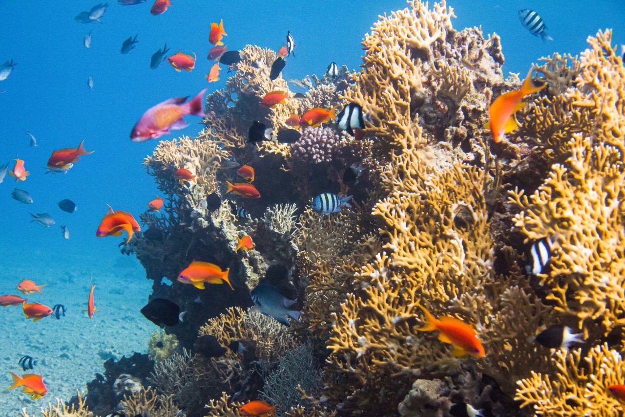 Aufnahme eines Korallenriffs, das von vielen kleinen bunten Fischen umschwärmt wird. Das Wasser ist sehr klar, der Meeresboden erkennbar.