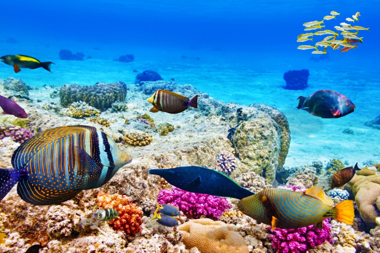 Unterwasserwelt im Roten Meer, buntes Korallenriff, viele farbenfrohe Fische  