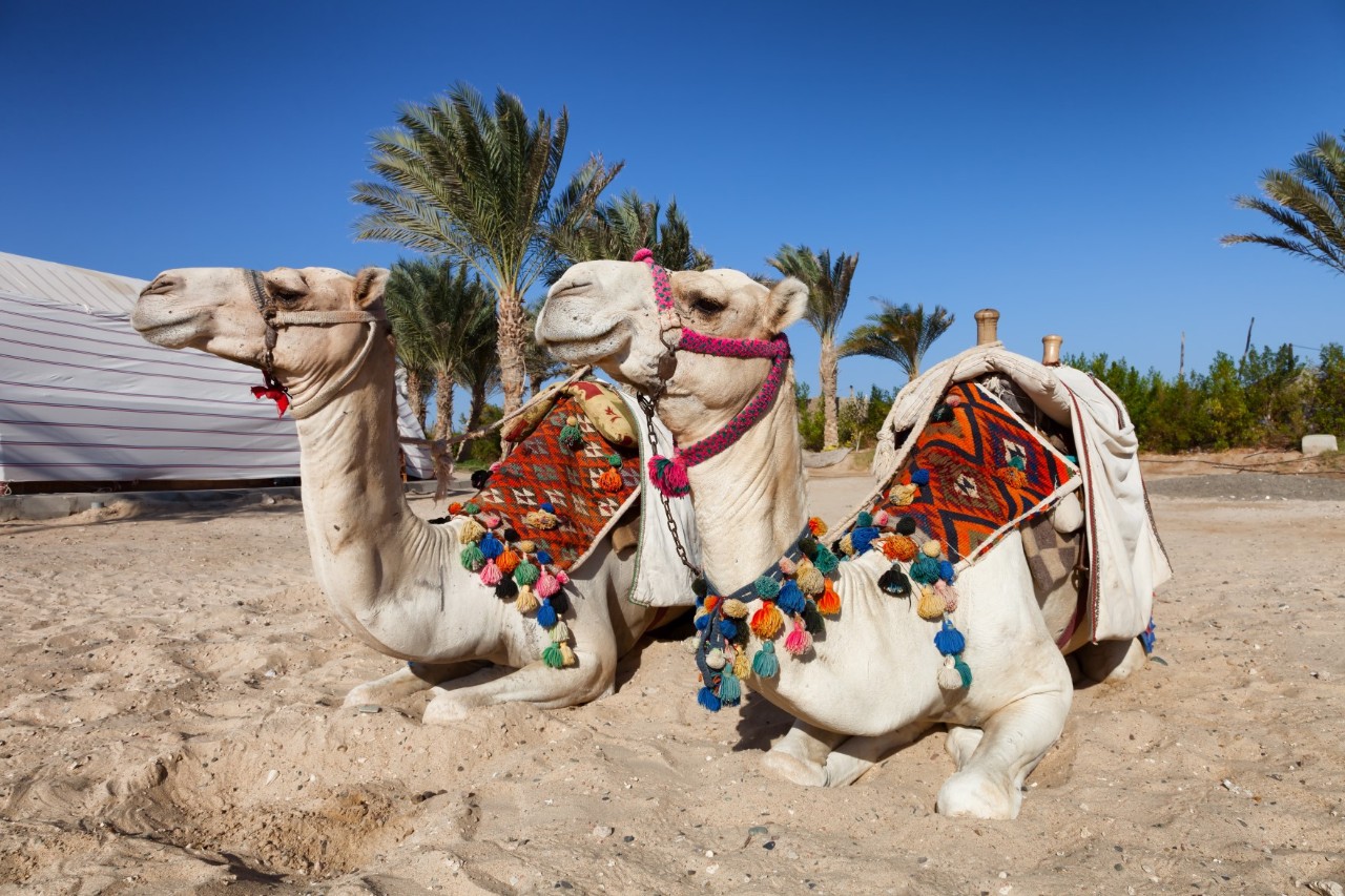 im Sand liegende Kamele, dahinter Palmen  