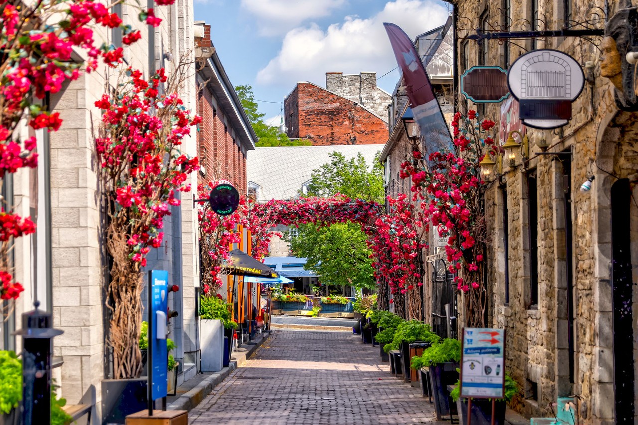 Eine schmale, gepflasterte Gasse in Old Montréal, gesäumt von historischen Gebäuden und üppigen rosa Blütendekorationen, die an den Fassaden emporwachsen.