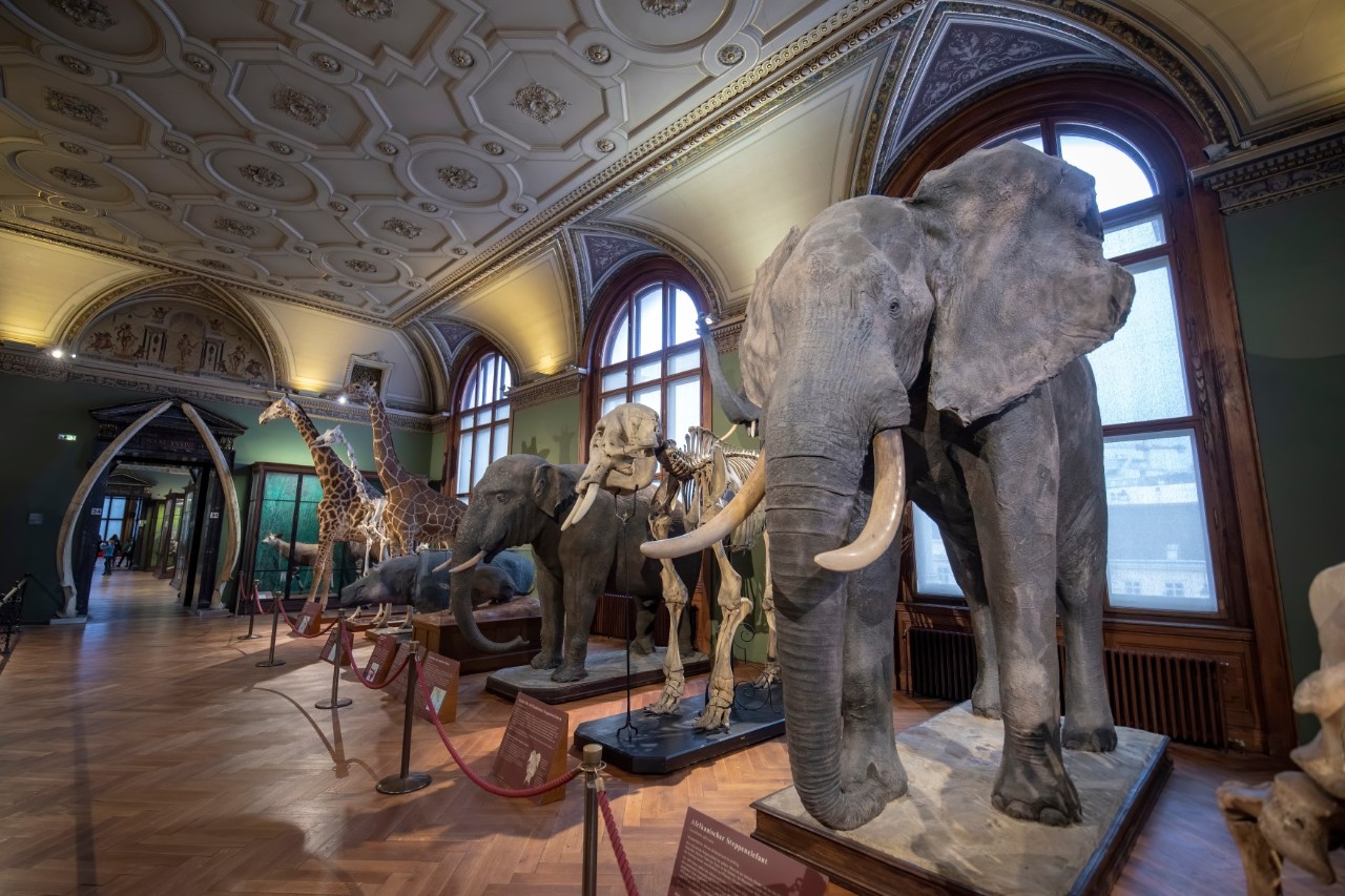 Innenansicht des Naturhistorischen Museums mit Tierskulpturen.