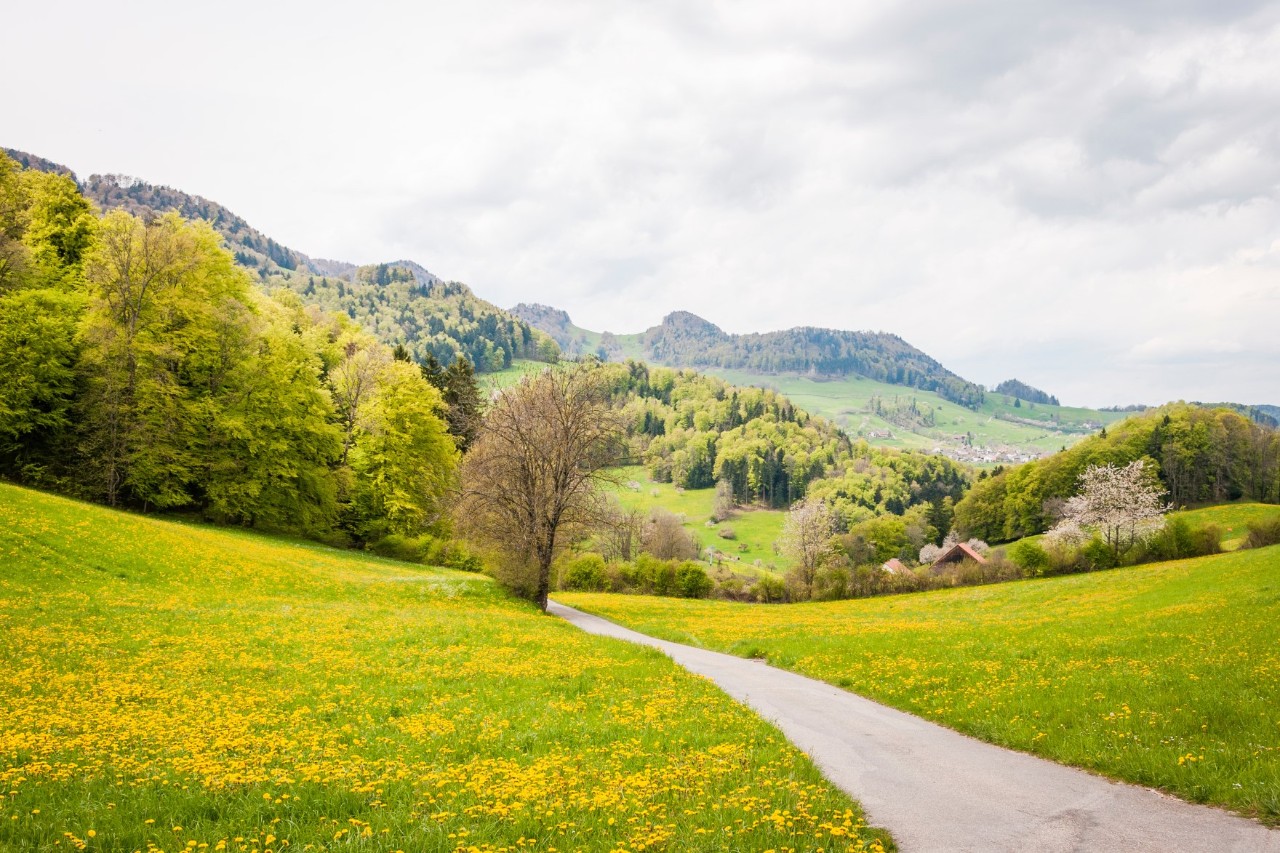 Wanderweg durch hügelige, grüne Frühlinglandschaft mit blühenden Bäumen und Wiesen 