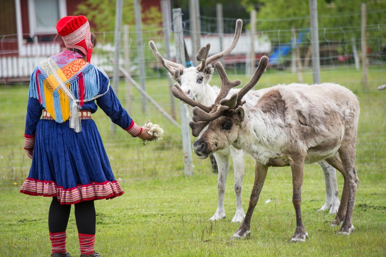 Blick auf Person in bunter Tracht mit Rentieren auf grüner Wiese.