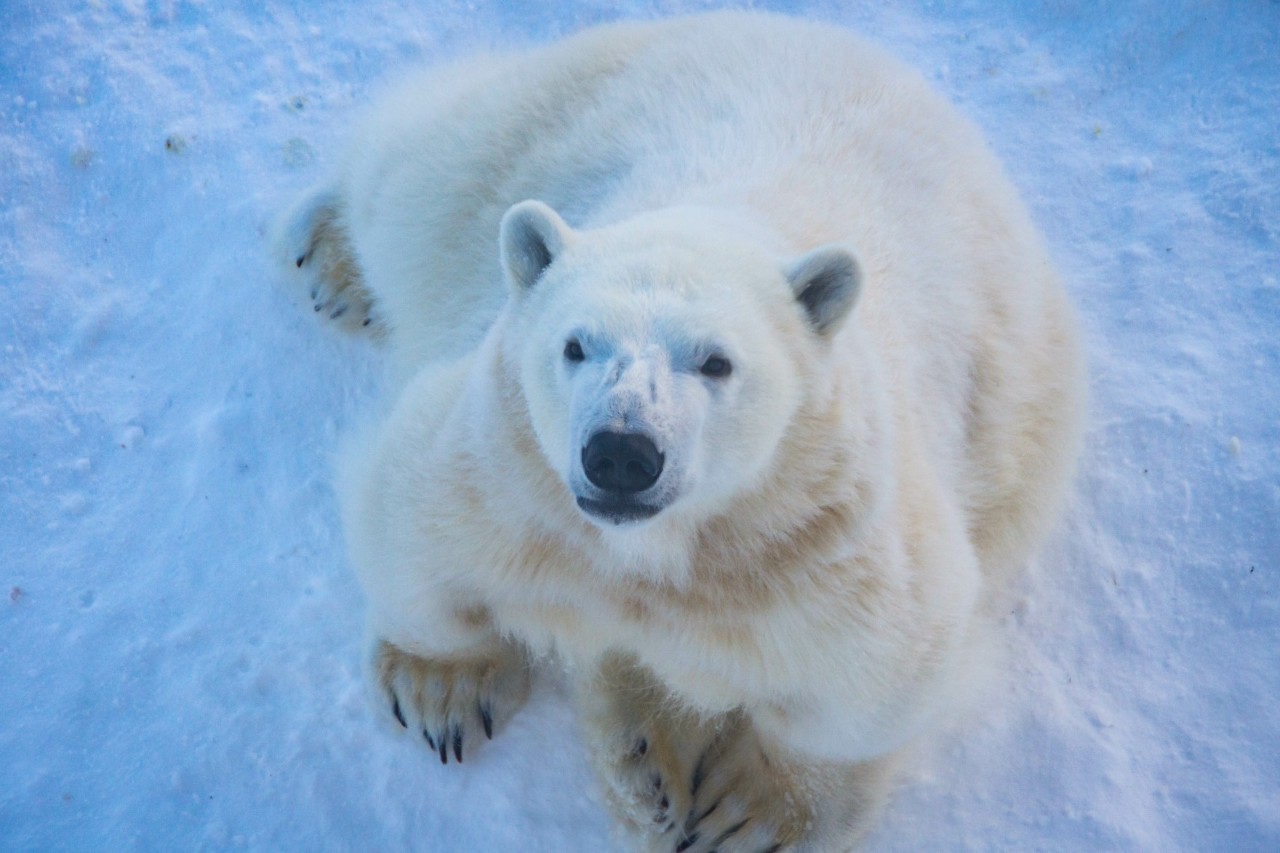 Auf Boden liegender Eisbär im Schnee mit direktem Blick zur Kamera.