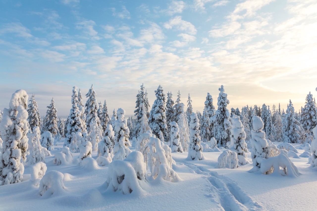 schneebedeckter Winterwald mit tiefem Pulverschnee.