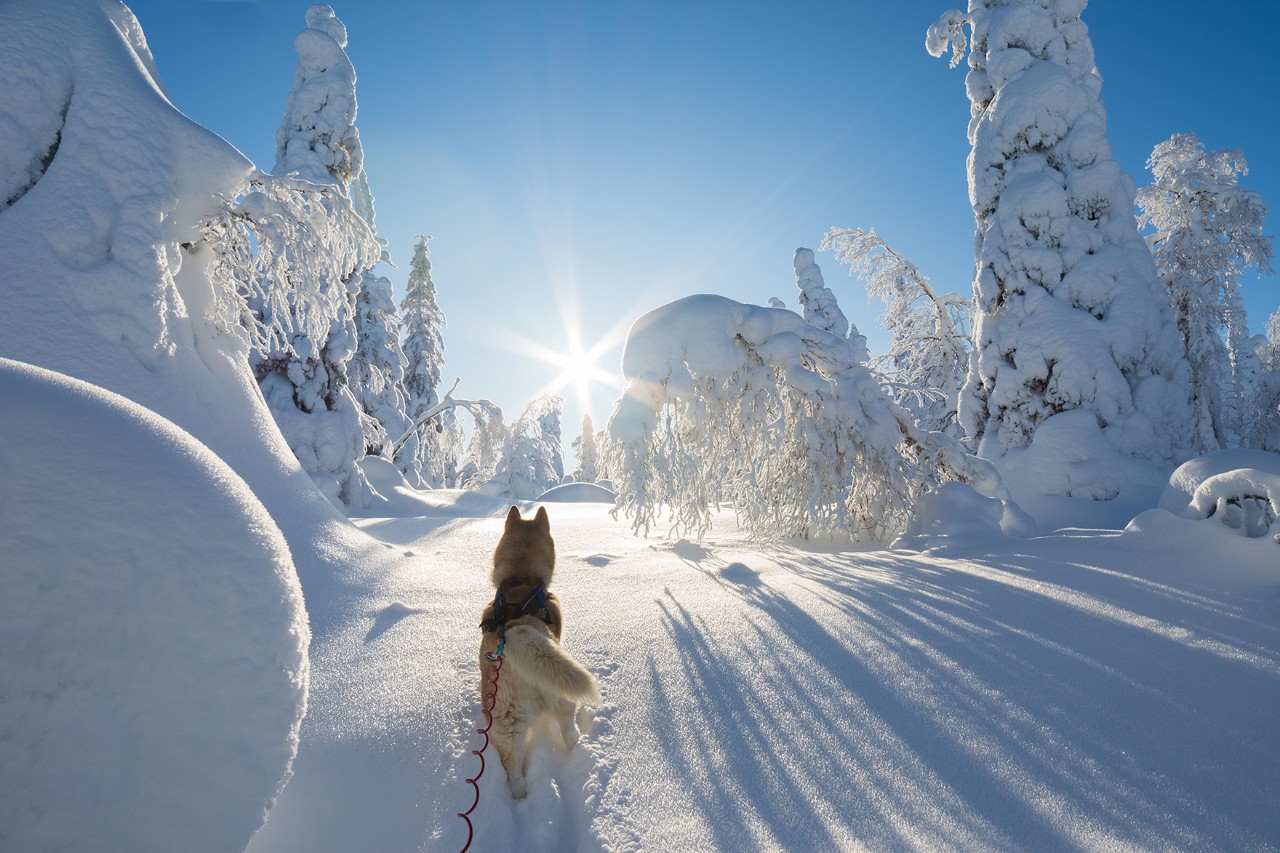 Ein angeleinter Hund läuft durch eine Winterlandschaft mit verschneiten Bäumen und tief stehender Sonne.