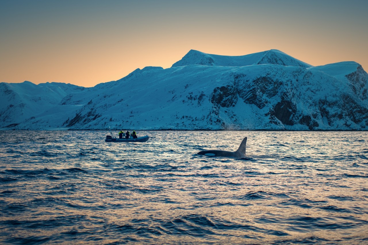 Orca und Schlauchboot bei Walbeobachtung vor verschneiten Bergen bei Dämmerung.