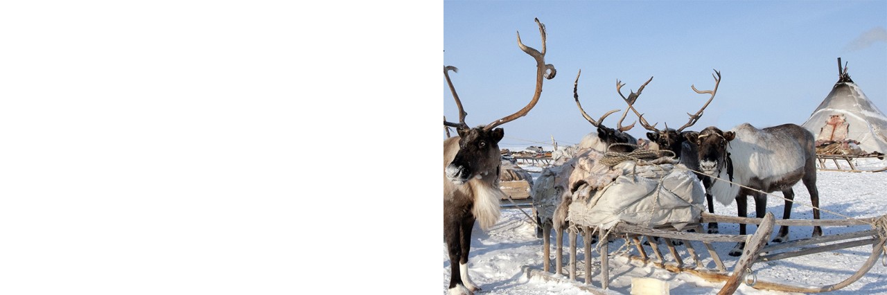 Rentiere vor Schlitten im Schnee, mit traditionellem Zelt im Hintergrund.