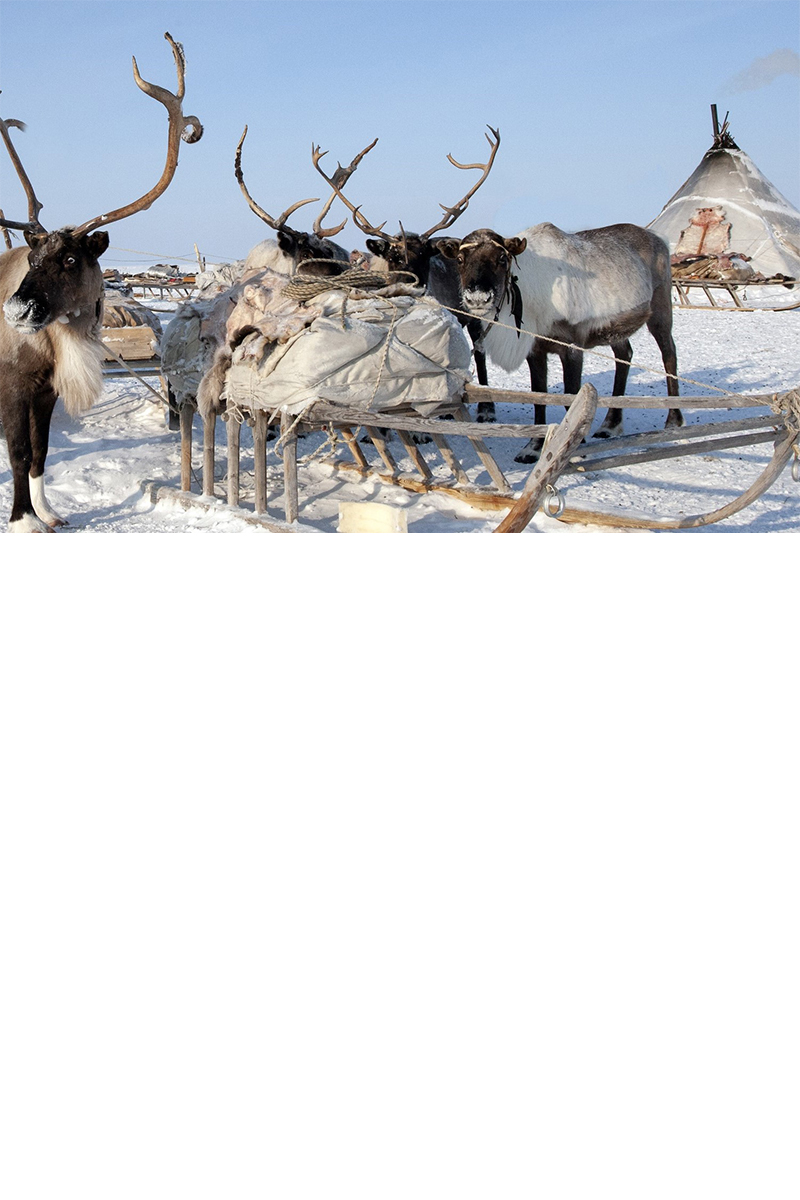Rentiere vor Schlitten im Schnee, mit traditionellem Zelt im Hintergrund.