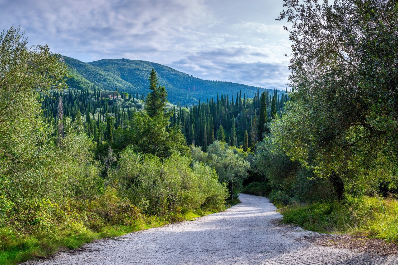 Waldweg, umgeben von grünen Hügeln mit Zypressen.