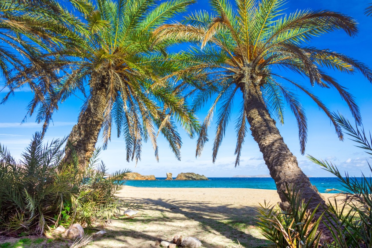 Zwei große Dattelpalmen dominieren das Bild. Die Palmenwedel sind oben ineinander verschlungen. Zwischen den Stämmen ist der Blick frei auf einen feinen Sandstrand und das dahinter liegende türkisblaue Meer. Am Fuße der Palmen befinden sich kleinere Palmengewächse. 