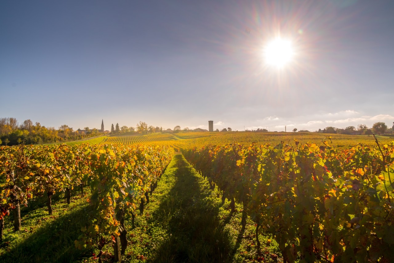 Weinreben mit buntem Laub in der strahlenden, herbstlichen Nachmittagssonne.