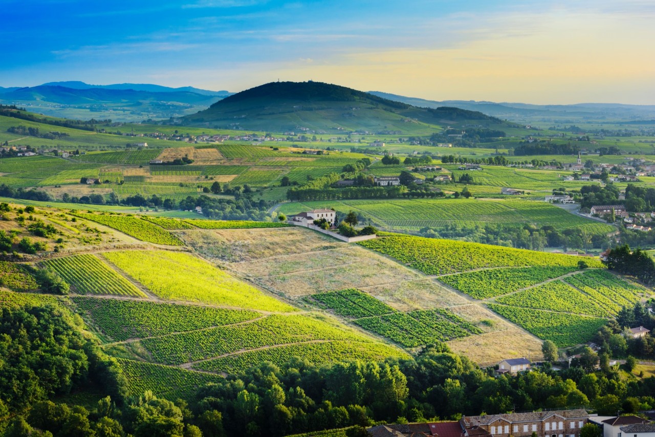 Luftbild von weiten, sonnigen Weinbergen in der Rhône-Region.