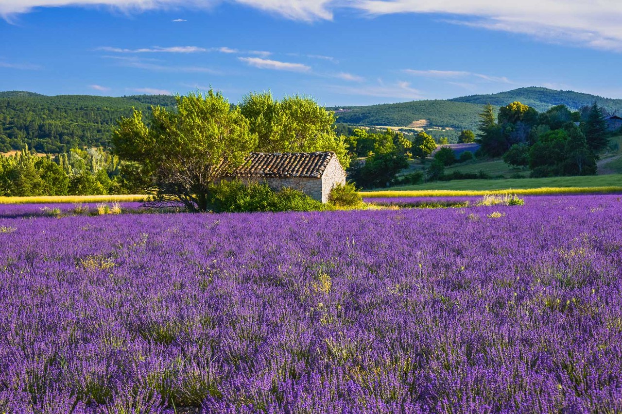 Blühendes Lavendelfeld in der Provence unter blauem Himmel.