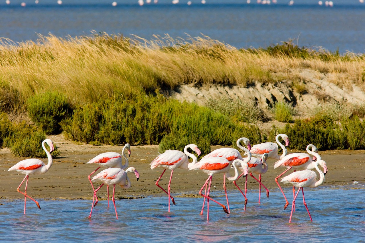 Weiße Pferde galoppieren durch seichtes Wasser in der Camargue.