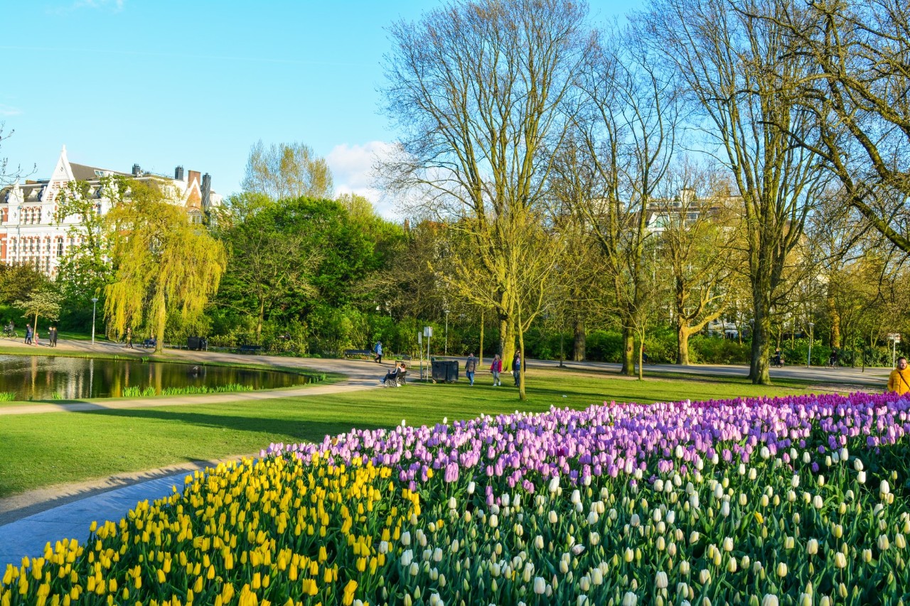 Weites Grün im Vondelpark mit blühenden Tulpenbeeten.
