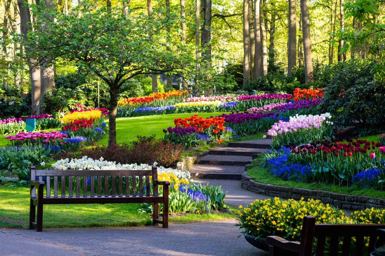 Weite Tulpenfelder im Keukenhof mit Besucherwegen dazwischen.