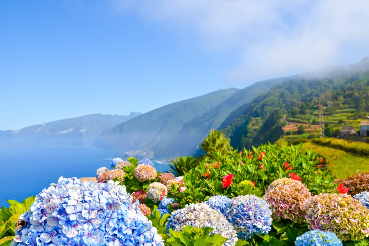 Üppige Blumen wie Hortensien im Vordergrund, dahinter links im Bild das Meer, rechts Wiesen und eine bergige Küstenlandschaft 
