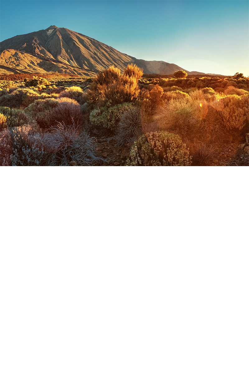 Sonnenaufgang am Berg Teide auf Teneriffa, Steppenlandschaft, kleine Gewächse, Hügel 