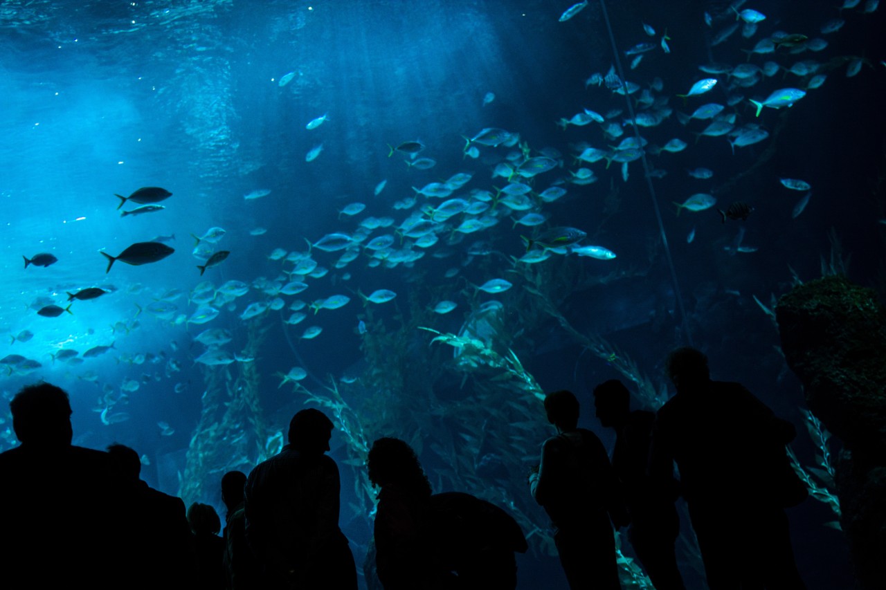 Aquarium Poema del Mar mit bunter Unterwasserwelt und exotischen Meeresarten.