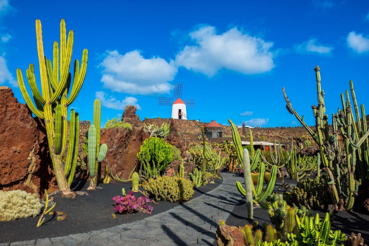 Kakteengarten mit zahlreichen Sukkulenten und altem Mühlenturm auf Lanzarote.