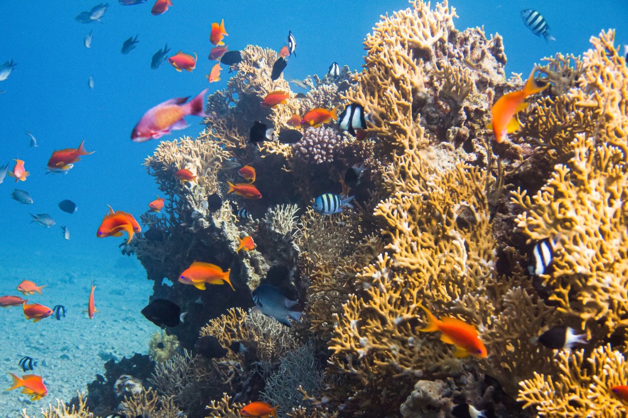 Ein Korallenriff, das von vielen kleinen bunten Fischen umschwärmt wird. Das Wasser ist sehr klar, der Meeresboden erkennbar.