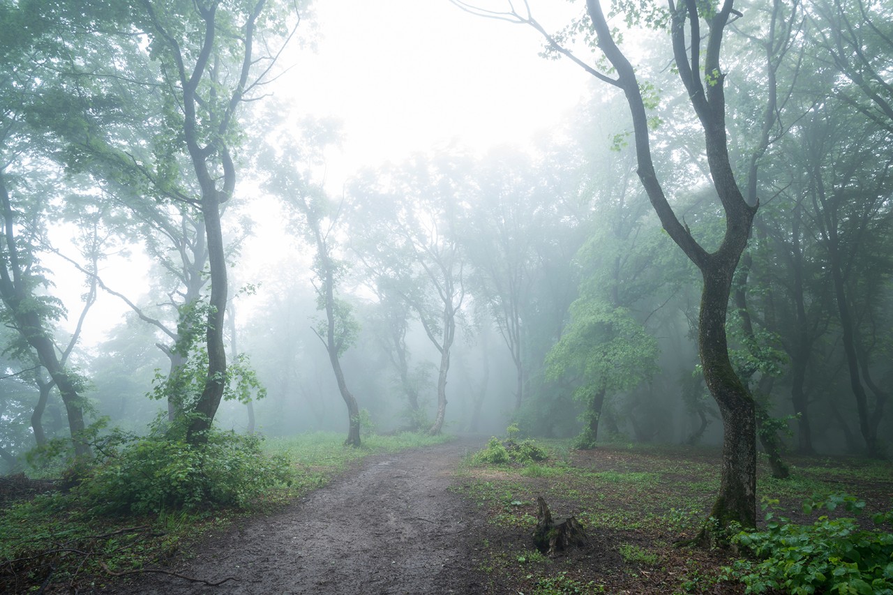 Zu sehen ist ein Weg durch einen nebeligen Wald mit gekrümmten Bäumen auf beiden Seiten.