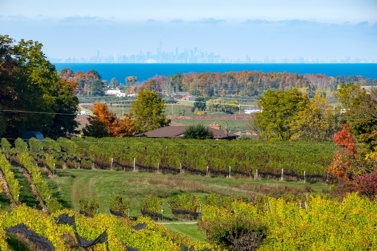 Herbstliche Landschaft mit Weinbergen im Vordergrund, Bäumen mit buntem Laub und einer entfernten Skyline, die über einem großen See sichtbar ist.