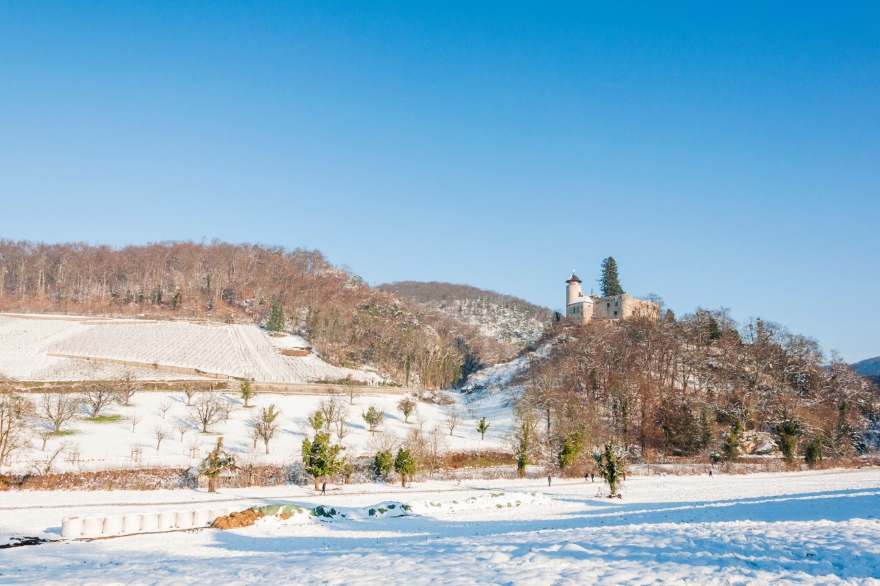 Snow-covered winter landscape with a castle standing atop a mountain, bare trees and vineyards © bill_17/stock.adobe.com