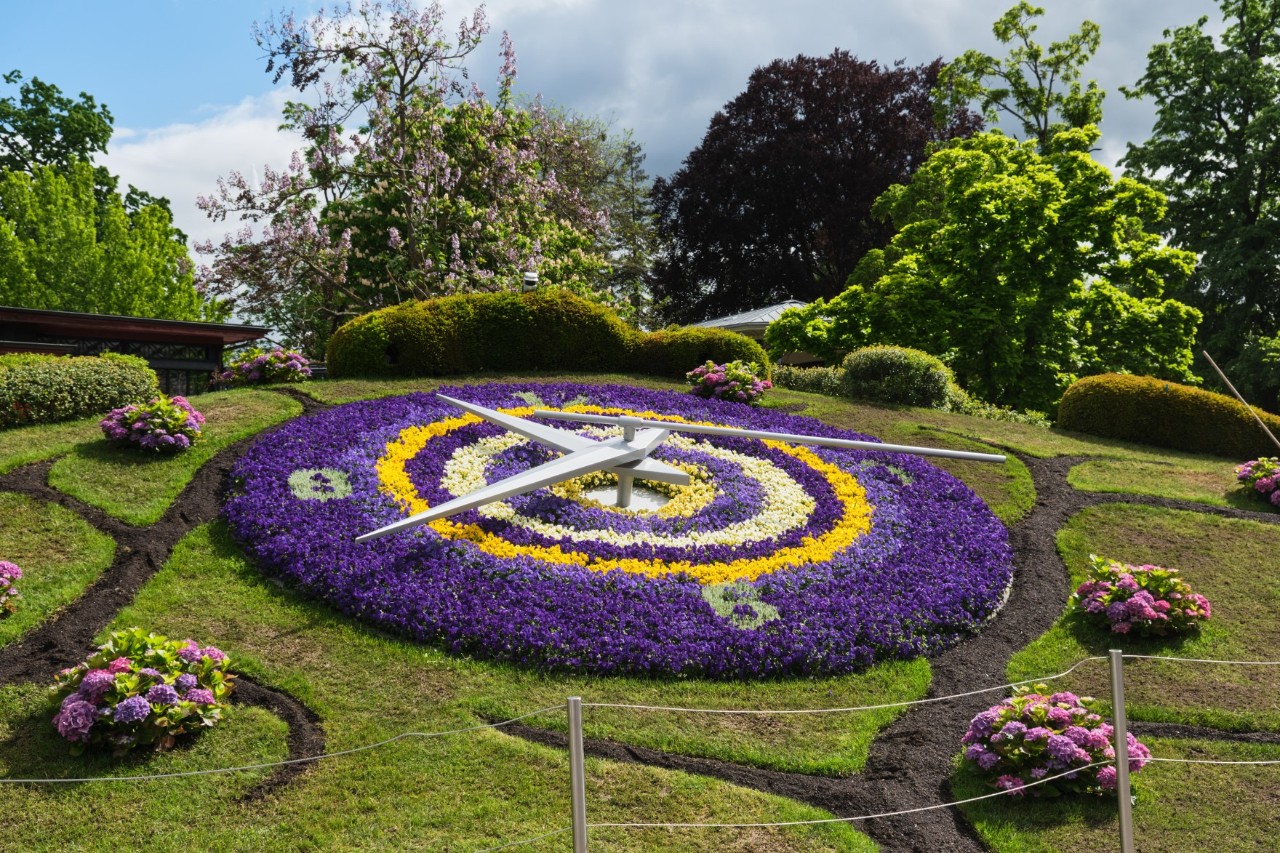 View of a park with a clock in the middle. The clock face consists of planted purple and yellow flowers. The hands of the clock are fixed and are located above the flower face. There are more flower islands on the grass around the clock. Various trees can be seen in the background.