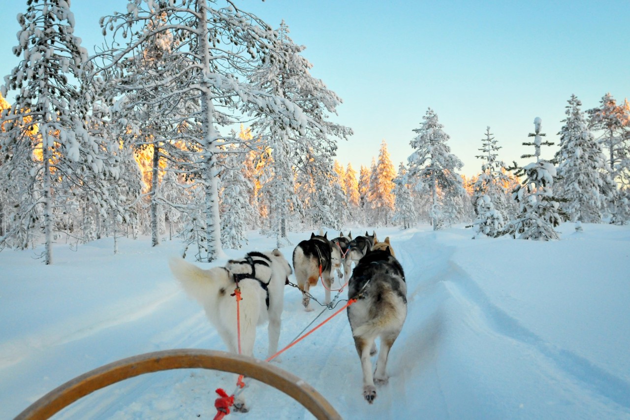 Husky sledge in the snowy forest © belostmi/stock.adobe.com