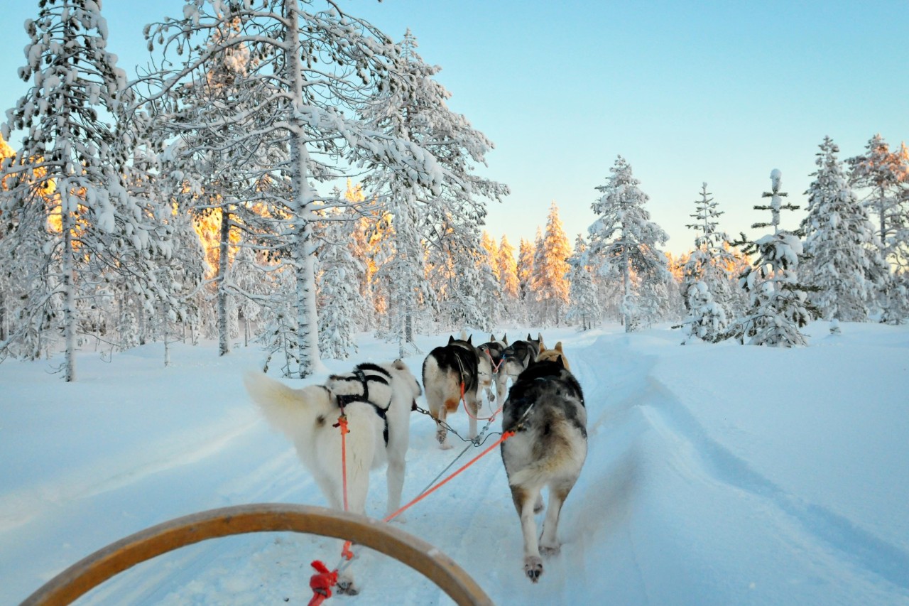 Husky sledge in the snowy forest 