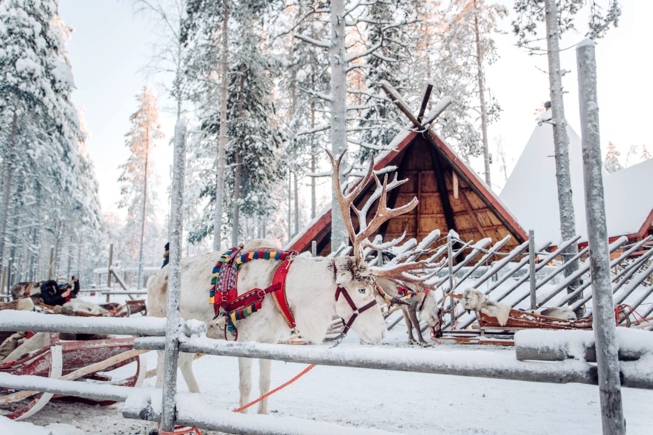 Reindeer with sleighs in the snow 